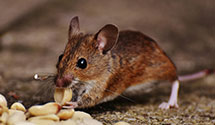 Find Exterminators in Dyer County